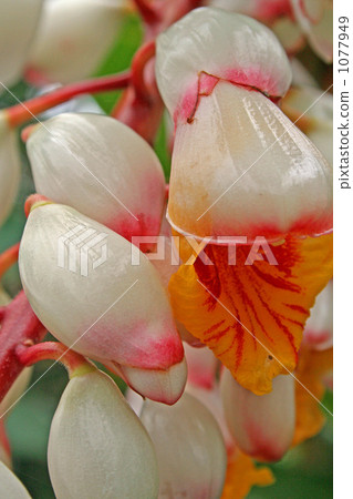 月亮桃花和芽 1077949