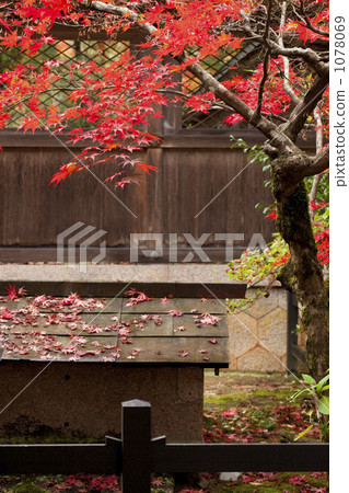 maple, yellow leafe, red leafe 1078069