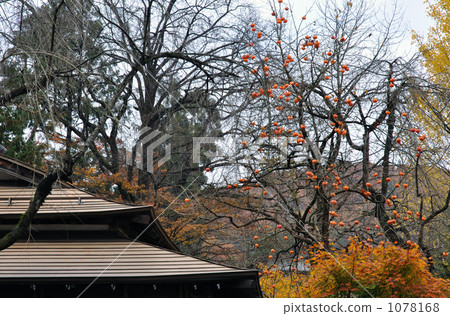 Walking around Kakunodate · Late autumn Persimmon with a lot of fruits Walking around Kakunodate · Late autumn Persimmon with a lot of fruits 1078168