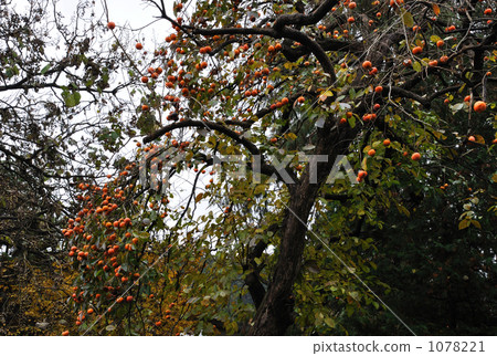 Walking around Kakunodate · Late autumn Persimmon with a lot of fruits 1078221