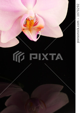 Orchid Flower 1078292