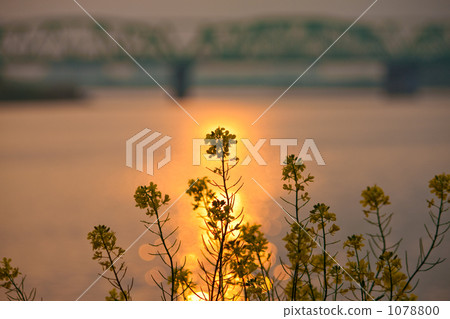 Rape blossoms of sunset silhouette Rape blossoms of sunset silhouette 1078800