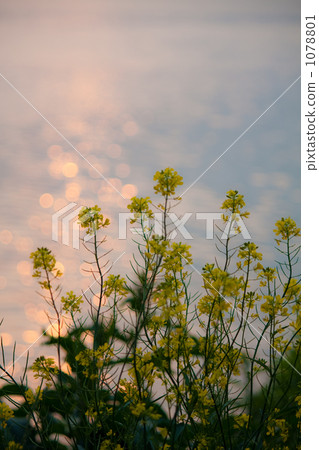 Sunset rape Sunset rape 1078801