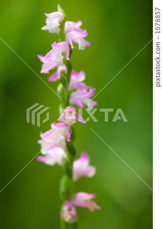 扭曲的草 扭曲的草 1078857