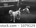 black and white, monochrome, dog 1079129