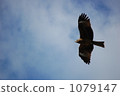 flight, cloudy sky, kite 1079147