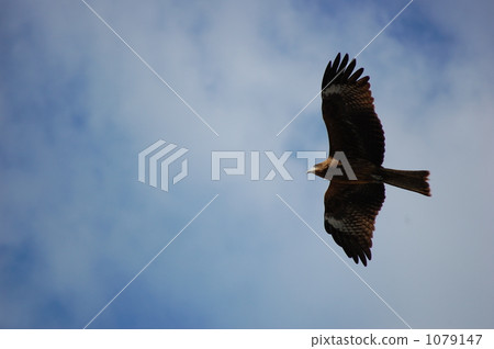 flight, cloudy sky, kite 1079147