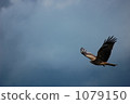 flight, flying, cloudy sky 1079150