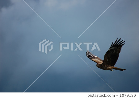 flight, flying, cloudy sky 1079150