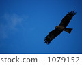 flight, fly, flying 1079152