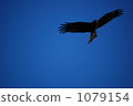 brave figure, gallant figure, flight 1079154