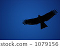 brave figure, gallant figure, flight 1079156