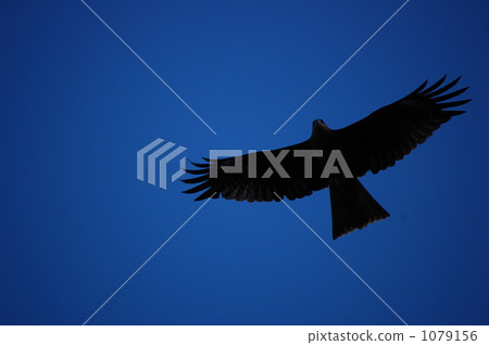brave figure, gallant figure, flight 1079156