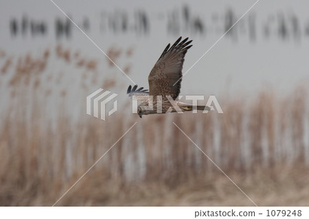 Flight of Chuki 1079248