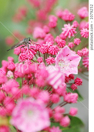 Carmiah和昆蟲 1079252