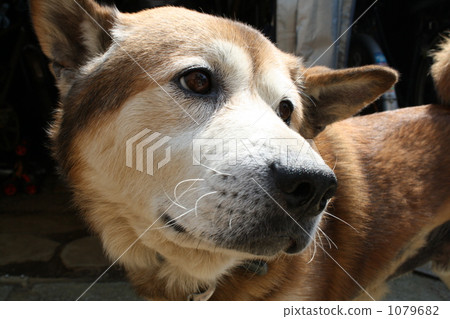 A turning dog A turning dog 1079682