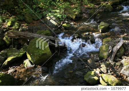 Senoragi of Ogawa 1079977