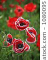 Poppy 1080095