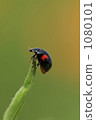  ladybug 1080101