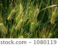 Barley 1080119
