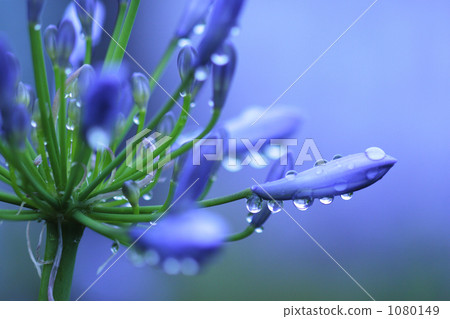 Agapanthus的Tsubomi在雨中 1080149