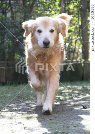 golden retriever, dog, dogs 1080195