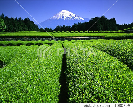 Tea garden and Mt. Fuji 1080799