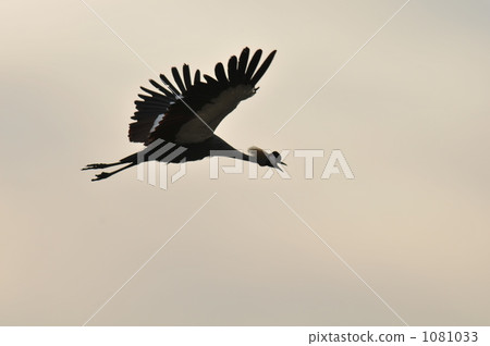 White-crowned crane 1081033
