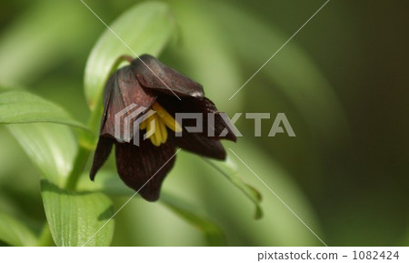 黑百合 花球 黑色 1082424