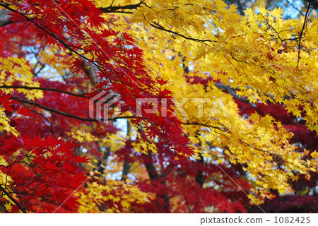 黃色和紅色的葉子 黃色和紅色的葉子 1082425