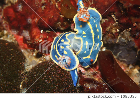 Intercourse of the bird 1083355