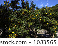 Seedling Yuzu Tree Seedling Yuzu Tree 1083565