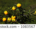 Seedling Yuzu Tree Seedling Yuzu Tree 1083567