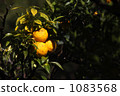 Seedling Yuzu Tree Seedling Yuzu Tree 1083568