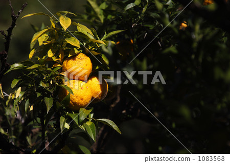 Seedling Yuzu Tree Seedling Yuzu Tree 1083568