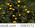 Seedling Yuzu Tree Seedling Yuzu Tree 1083572