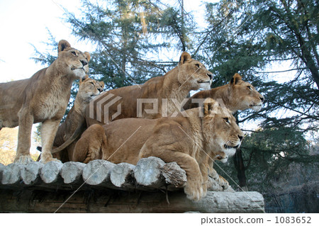lion lion 1083652