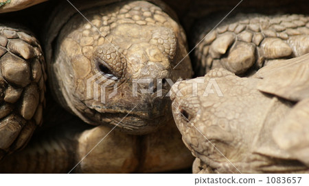 giant tortoise, scalpel, up 1083657