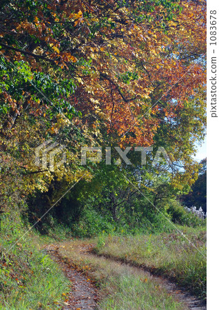 Autumn color to the small diameter of satoyama 1083678
