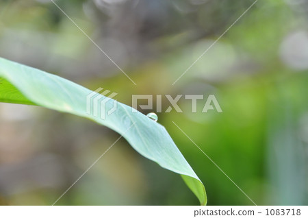 eddoe leaf, morning dew, botanic 1083718
