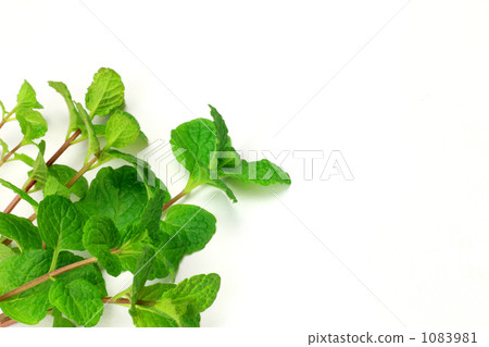 薄荷 1083981