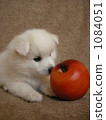 Puppies and apples 1084051