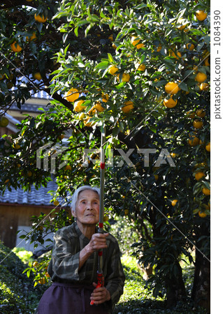 Seedling Yuzu Tree Seedling Yuzu Tree 1084390