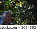 Seedling Yuzu Tree Seedling Yuzu Tree 1084392