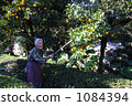 Seedling Yuzu Tree Seedling Yuzu Tree 1084394