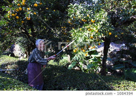 Seedling Yuzu Tree Seedling Yuzu Tree 1084394