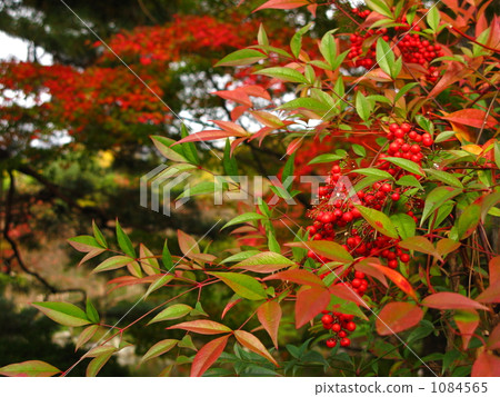 南方的天空變成了紅色 1084565