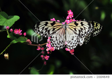 butterfly, butterflies, rice paper butterfly 1084649