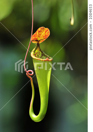 Ugubon Kuzura 1084653