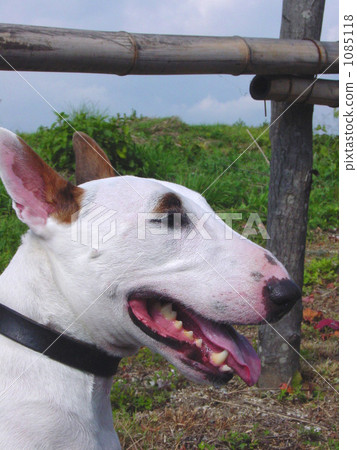 狗 - 鬥牛梗配置文件 1085118